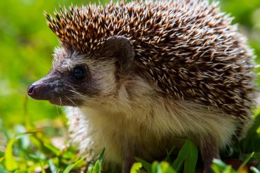 Çimenlerde yürüyen bir kirpinin yakın çekimi.