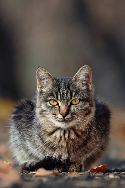 Котенок Осеннем Парке Симпатичная Пушистая Кошка — стоковое фото