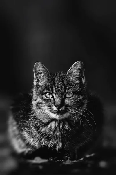 Котенок Осеннем Парке Симпатичная Пушистая Кошка — стоковое фото