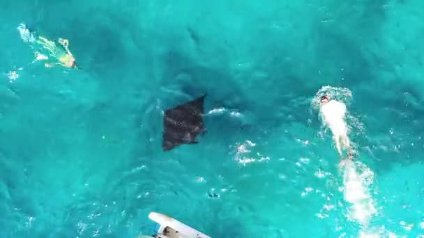 Vista Aérea Grupo Raios Manta Nadar Com Manta Mergulho Oceano — Vídeo de Stock