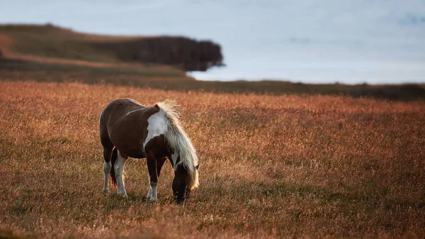 Islandshästar. Isländska hästen är en hästras utvecklad i Island — Stockfoto