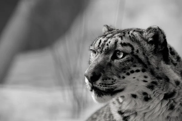 Hermoso retrato de un leopardo de la nieve. Retrato de invierno de un gato salvaje Irbis — Foto de Stock