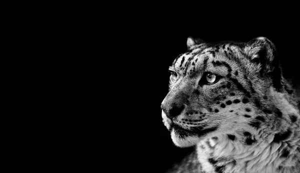 Beautiful Portrait of a Snow Leopard On black background. — Stock Photo, Image