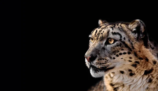 Beautiful Portrait of a Snow Leopard On black background. — Stock Photo, Image