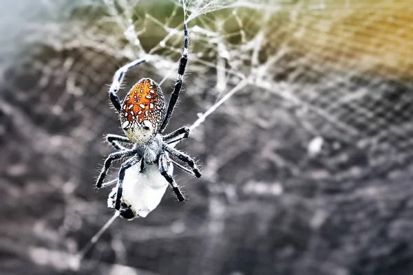 蜘蛛和他的受害者，蜘蛛网背景 — 图库照片