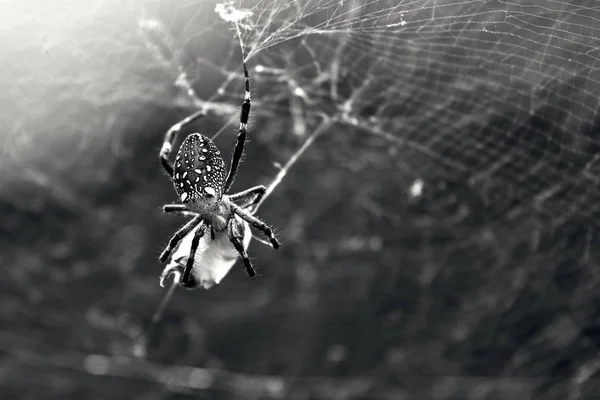 Aranha e sua vítima, teia de aranha fundo — Fotografia de Stock