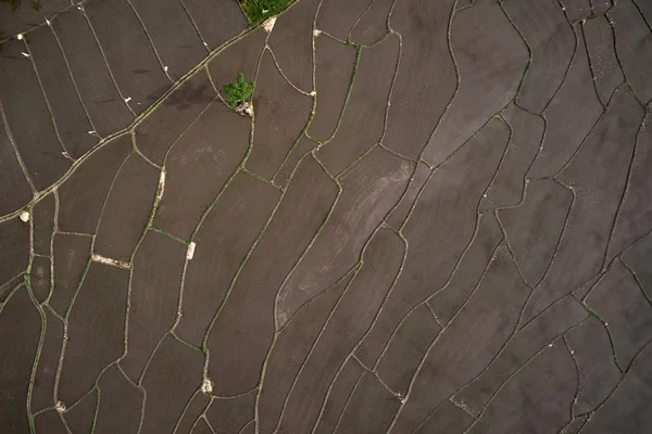 Widok z lotu ptaka obsadzone pola ryżu. geometrii rolnictwa. — Zdjęcie stockowe