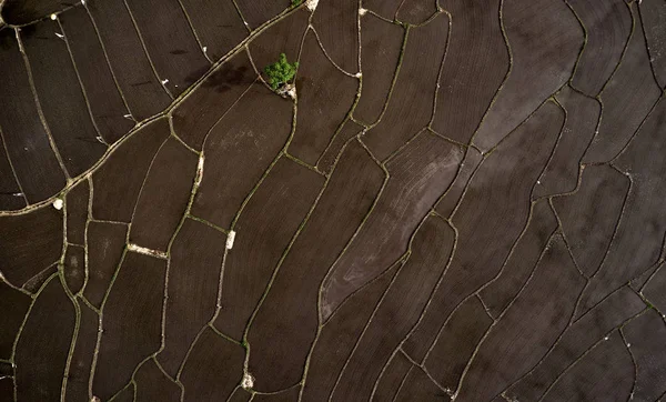 Aerial view of Planted Rice fields. geometry of agriculture. — Stock Photo, Image