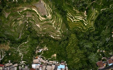 Rice teraslarının havadan görünümü. pirinç tarlası, tarımsal geometri