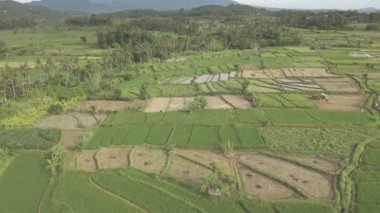 Agung Dağı yakınlarındaki Pirinç tarlaları ve köylerinin havadan görünümü. Bali, Endonezya. (Günlük formatında video)