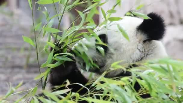 Panda Bonito Comer Hastes Bambu Zoológico Panda Gigante Come Brotos — Vídeo de Stock