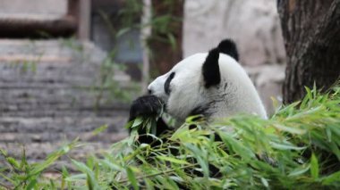 Şirin Panda hayvanat bahçesinde bambu yiyor. Dev Panda bambuların yeşil filizlerini yiyor. Yakın çekim..
