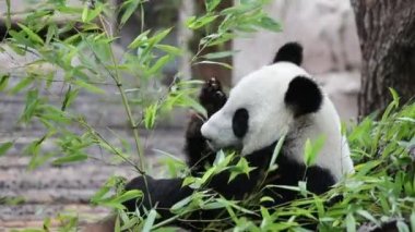 Şirin Panda hayvanat bahçesinde bambu yiyor. Dev Panda bambuların yeşil filizlerini yiyor. Yakın çekim..