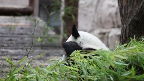 Panda Bonito Comer Hastes Bambu Zoológico Panda Gigante Come Brotos — Vídeo de Stock