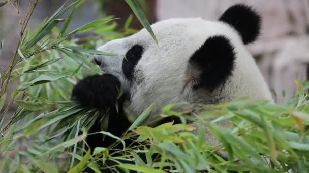 Cute Panda Eating Bamboo Stems Zoo Giant Panda Eats Green — Stock Video