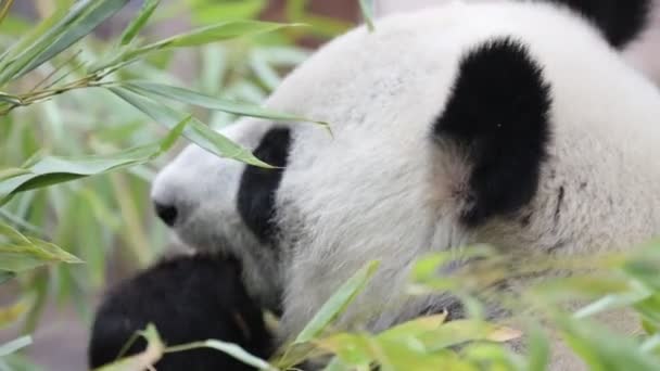 Panda Bonito Comer Hastes Bambu Zoológico Panda Gigante Come Brotos — Vídeo de Stock