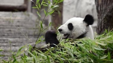 Şirin Panda hayvanat bahçesinde bambu yiyor. Dev Panda bambuların yeşil filizlerini yiyor. Yakın plan çekim. görüntü üstüne renk düzeltmesi.