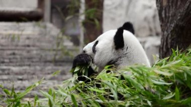 Şirin Panda hayvanat bahçesinde bambu yiyor. Dev Panda bambuların yeşil filizlerini yiyor. Yakın plan çekim. görüntü üstüne renk düzeltmesi.