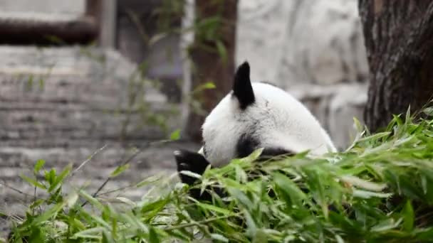 Panda Bonito Comer Hastes Bambu Zoológico Panda Gigante Come Brotos — Vídeo de Stock