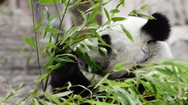 Panda Bonito Comer Hastes Bambu Zoológico Panda Gigante Come Brotos — Vídeo de Stock