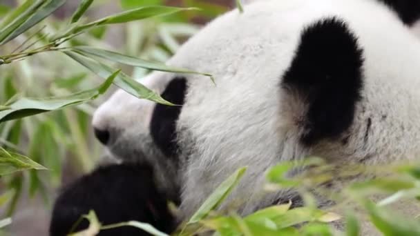 Cute Panda Jedzenie Bambusowe Łodygi Zoo Olbrzymia Panda Zjada Zielone — Wideo stockowe