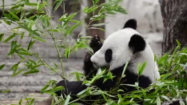 Aranyos Panda Bambusz Szárat Eszik Állatkertben Óriás Panda Megeszi Bambusz — Stock videók