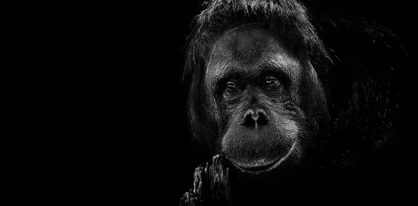 Retrato Orangután Cerca Emociones Cara Mono Retrato Mono Adulto Sobre — Foto de Stock