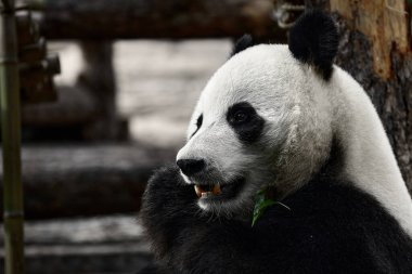 Şirin Panda hayvanat bahçesinde bambu yiyor. Dev Panda bambuların yeşil filizlerini yiyor. Yakın çekim..