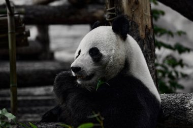 Şirin Panda hayvanat bahçesinde bambu yiyor. Dev Panda bambuların yeşil filizlerini yiyor. Yakın çekim..