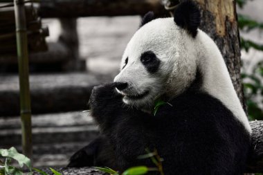 Şirin Panda hayvanat bahçesinde bambu yiyor. Dev Panda bambuların yeşil filizlerini yiyor. Yakın çekim..