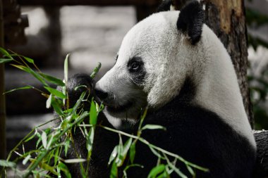 Şirin Panda hayvanat bahçesinde bambu yiyor. Dev Panda bambuların yeşil filizlerini yiyor. Yakın çekim..