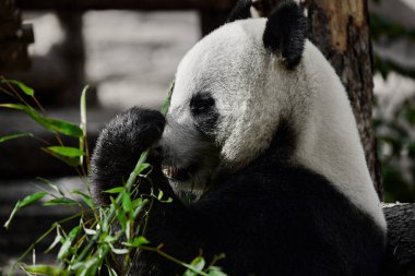 Şirin Panda hayvanat bahçesinde bambu yiyor. Dev Panda bambuların yeşil filizlerini yiyor. Yakın çekim..