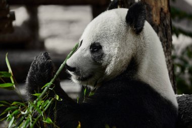 Şirin Panda hayvanat bahçesinde bambu yiyor. Dev Panda bambuların yeşil filizlerini yiyor. Yakın çekim..