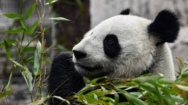 Şirin Panda hayvanat bahçesinde bambu yiyor. Dev Panda bambuların yeşil filizlerini yiyor. Yakın çekim..
