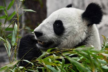 Şirin Panda hayvanat bahçesinde bambu yiyor. Dev Panda bambuların yeşil filizlerini yiyor. Yakın çekim..