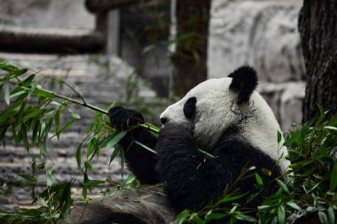 Şirin Panda hayvanat bahçesinde bambu yiyor. Dev Panda bambuların yeşil filizlerini yiyor. Yakın çekim..