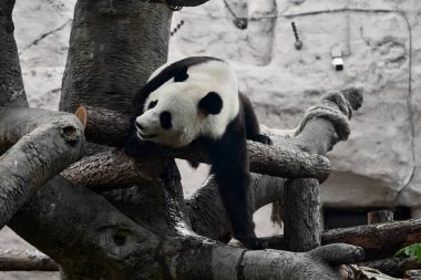 Şirin Panda hayvanat bahçesinde bambu yiyor. Dev Panda bambuların yeşil filizlerini yiyor. Yakın çekim..