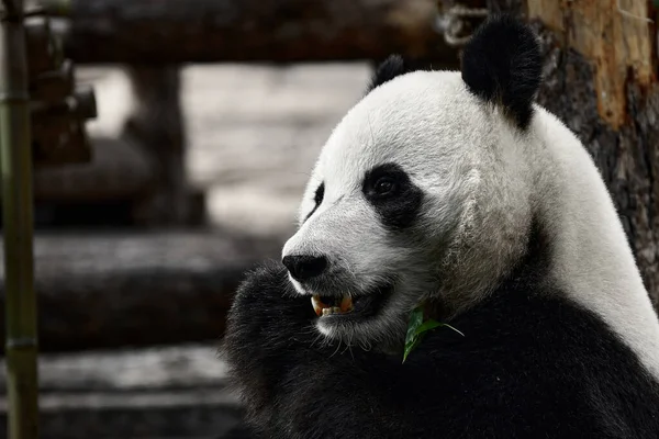 Cute Panda eating bamboo stems at zoo. Giant Panda eats the green shoots of bamboo. Close-up shot.