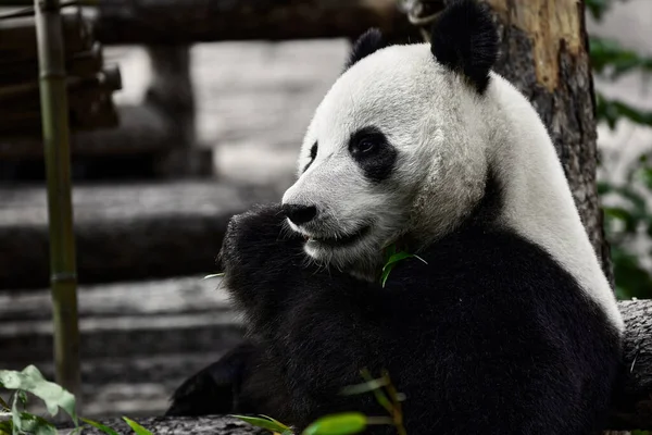 Şirin Panda hayvanat bahçesinde bambu yiyor. Dev Panda bambuların yeşil filizlerini yiyor. Yakın çekim..