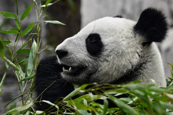 かわいいパンダは動物園で竹の茎を食べる パンダは竹の緑の芽を食べる クローズアップショット — ストック写真