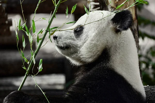 かわいいパンダは動物園で竹の茎を食べる パンダは竹の緑の芽を食べる クローズアップショット — ストック写真