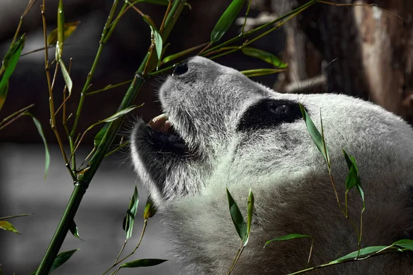 Cute Panda eating bamboo stems at zoo. Giant Panda eats the green shoots of bamboo. Close-up shot.