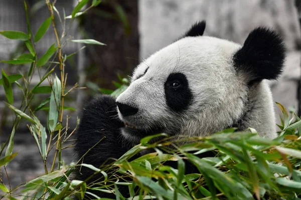 かわいいパンダは動物園で竹の茎を食べる パンダは竹の緑の芽を食べる クローズアップショット — ストック写真