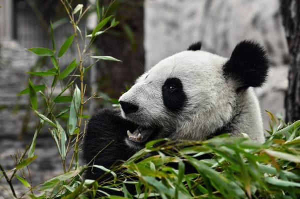 Roztomilé Pandy Jedí Bambusové Stonky Zoo Obří Panda Zelené Výhonky — Stock fotografie