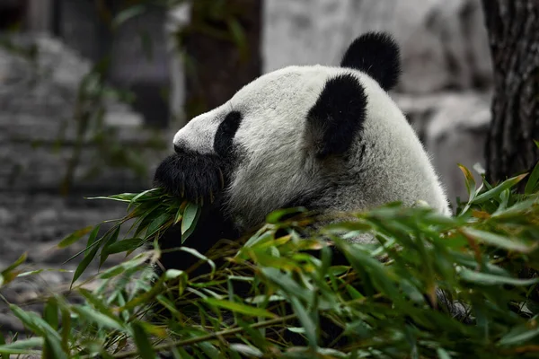 かわいいパンダは動物園で竹の茎を食べる パンダは竹の緑の芽を食べる クローズアップショット — ストック写真