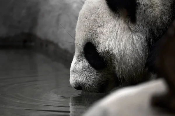 Lindo Panda Comiendo Tallos Bambú Zoológico Panda Gigante Come Los — Foto de Stock