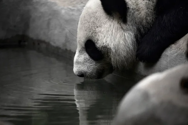 Aranyos Panda Bambusz Szárat Eszik Állatkertben Óriás Panda Megeszi Bambusz — Stock Fotó