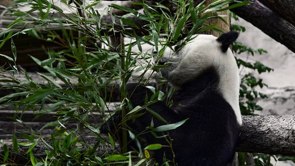 Cute Panda eating bamboo stems at zoo. Giant Panda eats the green shoots of bamboo. Close-up shot.