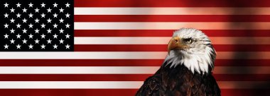 Kel Kartal Portresi (Haliaeetus leucocephalus), Amerikan bayrağının arka planında Amerika 'nın sembolü olan gururlu bir kuş.