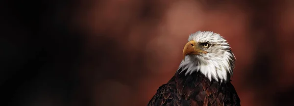 Kel Kartalın Portresi Haliaeetus Leucocephalus Vahşi Gururlu Kuş Amerika Nın — Stok fotoğraf